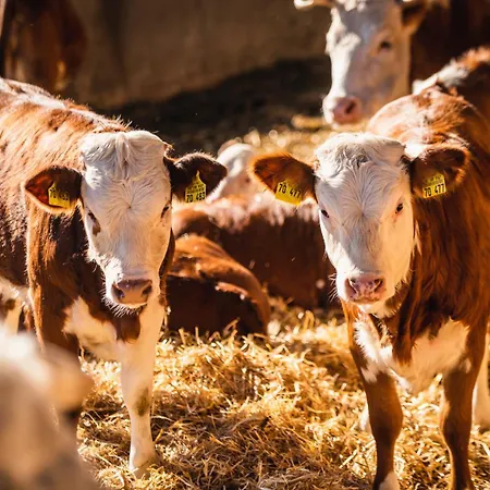 Apartman Am Schwellenweiher *